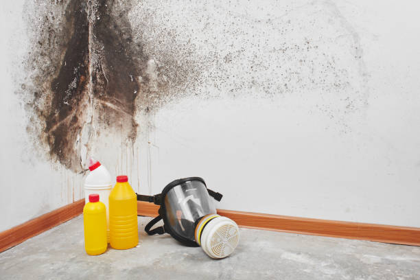 Attic Mold Removal in Viola, IL