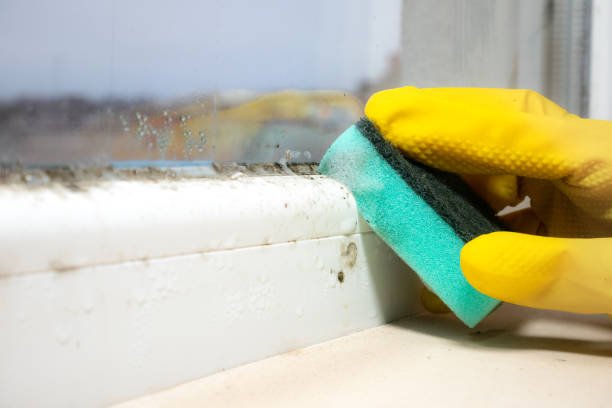 Best Local Mold Removal Service  in Viola, IL