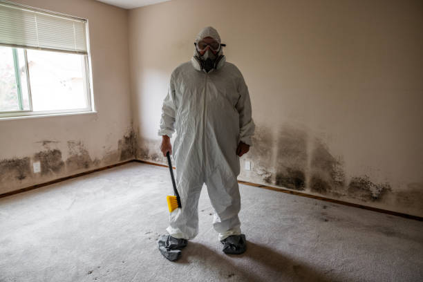 Best Emergency Mold Removal  in Viola, IL